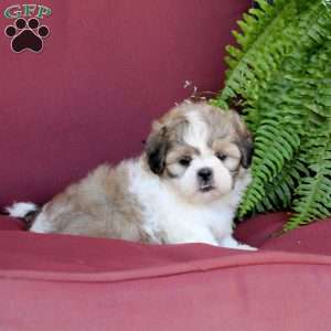 Asher, Shih Tzu Puppy
